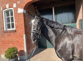 Hanoverian, Gelding, 16 years, 16,1 hh, Black