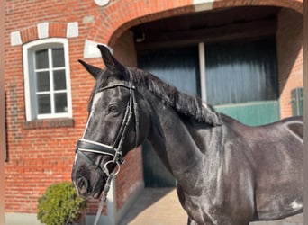 Hanoverian, Gelding, 16 years, 16,1 hh, Black