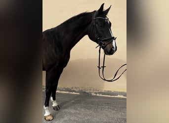 Hanoverian, Gelding, 16 years, 16.1 hh, Black