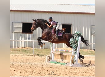 Hanoverian, Gelding, 16 years, 16.2 hh, Bay