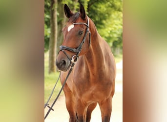 Hanoverian, Gelding, 16 years, 16.2 hh, Brown