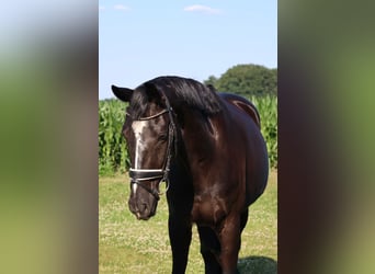 Hanoverian, Gelding, 16 years, 16,1 hh, Black