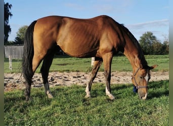 Hanoverian, Gelding, 16 years, 16,2 hh, Brown
