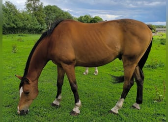 Hanoverian, Gelding, 16 years, 16,2 hh, Brown