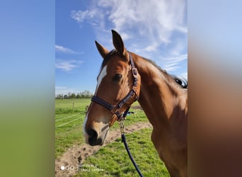 Hanoverian, Gelding, 16 years, 16,2 hh, Brown