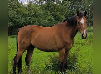 Hanoverian, Gelding, 16 years, 16,2 hh, Brown