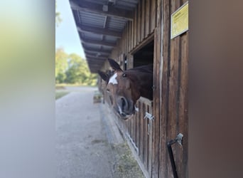 Hanoverian, Gelding, 16 years, 17.2 hh, Brown
