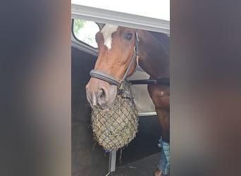 Hanoverian, Gelding, 16 years, 17.2 hh, Brown