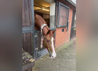 Hanoverian, Gelding, 16 years, 17.2 hh, Chestnut-Red
