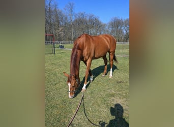 Hanoverian, Gelding, 16 years, 17.2 hh, Chestnut-Red