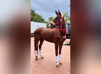 Hanoverian, Gelding, 16 years, 17.2 hh, Chestnut-Red