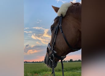 Hanoverian, Gelding, 16 years, 17.2 hh, Chestnut-Red