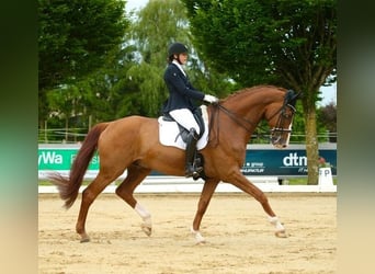 Hanoverian, Gelding, 16 years, 17.2 hh, Chestnut-Red