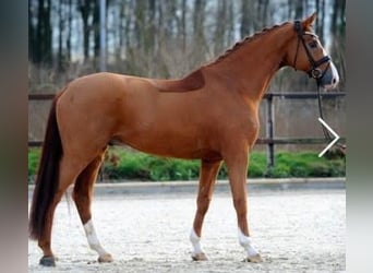Hanoverian, Gelding, 16 years, 17.2 hh, Chestnut-Red