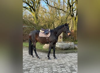 Hanoverian, Gelding, 16 years, 17,2 hh, Smoky-Black