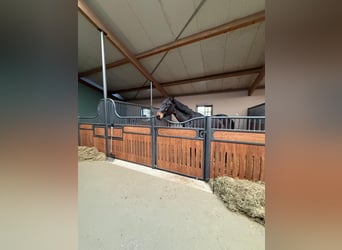 Hanoverian, Gelding, 16 years, 17,2 hh, Smoky-Black