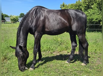 Hanoverian, Gelding, 16 years, 17 hh, Black