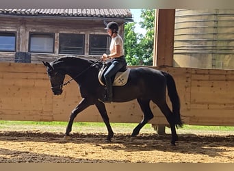 Hanoverian, Gelding, 16 years, 17 hh, Black
