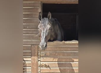 Hanoverian, Gelding, 16 years, 17 hh, Black