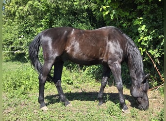 Hanoverian, Gelding, 16 years, 17 hh, Black