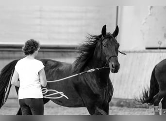 Hanoverian, Gelding, 16 years, 17 hh, Black