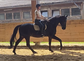 Hanoverian, Gelding, 16 years, 17 hh, Black