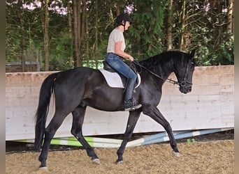 Hanoverian, Gelding, 16 years, 17 hh, Black