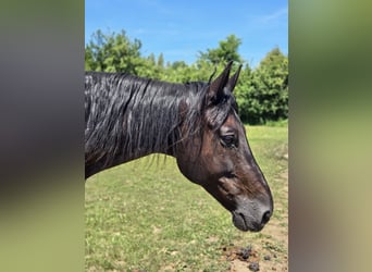 Hanoverian, Gelding, 16 years, 17 hh, Black