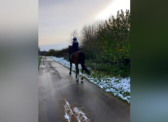 Hanoverian, Gelding, 16 years, 17,2 hh, Brown