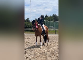 Hanoverian, Gelding, 16 years, 17,2 hh, Chestnut-Red
