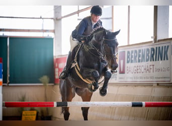 Hanoverian, Gelding, 17 years, 16.1 hh, Bay-Dark