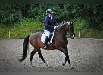 Hanoverian, Gelding, 17 years, 16,1 hh, Brown