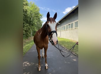 Hanoverian, Gelding, 17 years, 16.1 hh, Chestnut-Red