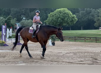 Hanoverian, Gelding, 17 years, 16.2 hh, Bay