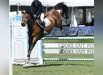 Hanoverian, Gelding, 17 years, 16.2 hh, Bay