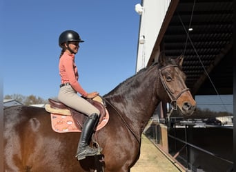 Hanoverian, Gelding, 17 years, 16.2 hh, Bay