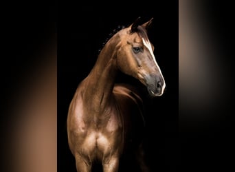 Hanoverian, Gelding, 17 years, 16.2 hh, Chestnut