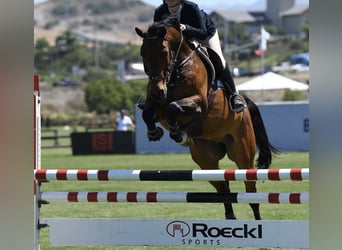 Hanoverian, Gelding, 17 years, 16,2 hh, Bay