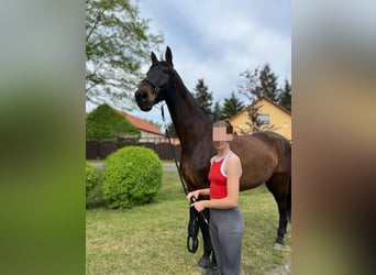 Hanoverian, Gelding, 17 years, 17,1 hh, Bay-Dark