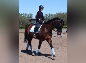 Hanoverian, Gelding, 17 years, 17,1 hh, Bay-Dark