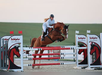 Hanoverian, Gelding, 17 years, 17 hh, Chestnut-Red
