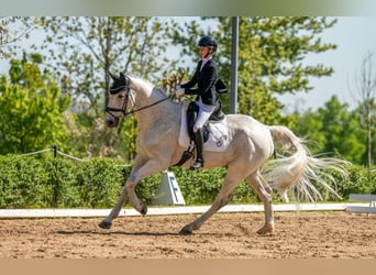 Hanoverian, Gelding, 17 years, 17 hh, Grey-Fleabitten