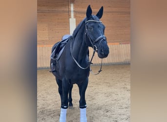 Hanoverian, Gelding, 17 years, 17,1 hh, Grey-Dark-Tan