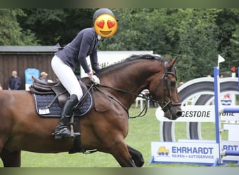 Hanoverian, Gelding, 18 years, 16.1 hh, Brown