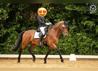 Hanoverian, Gelding, 18 years, 16.1 hh, Brown