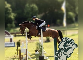 Hanoverian, Gelding, 18 years, 16.1 hh, Brown
