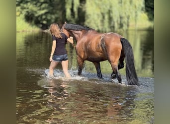Hanoverian, Gelding, 18 years, 16.1 hh, Brown