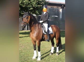 Hanoverian, Gelding, 18 years, 16.1 hh, Brown