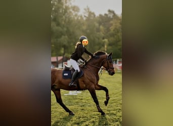 Hanoverian, Gelding, 18 years, 16.1 hh, Brown