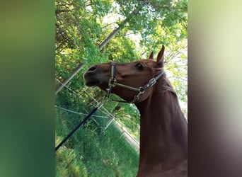 Hanoverian, Gelding, 18 years, 16.2 hh, Chestnut-Red